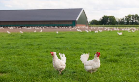 Chickens on farm