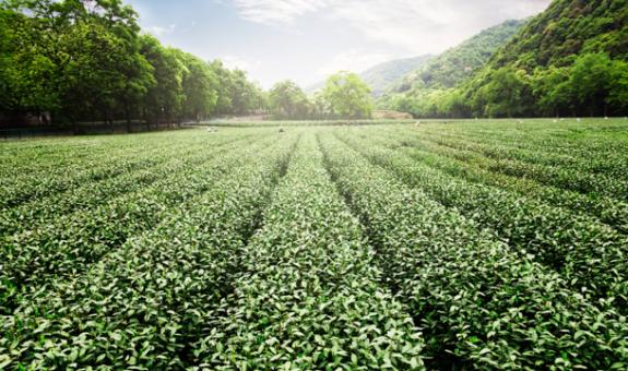 Image of: Green field