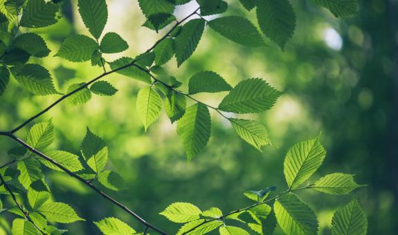 Image of green leaves in a forest
