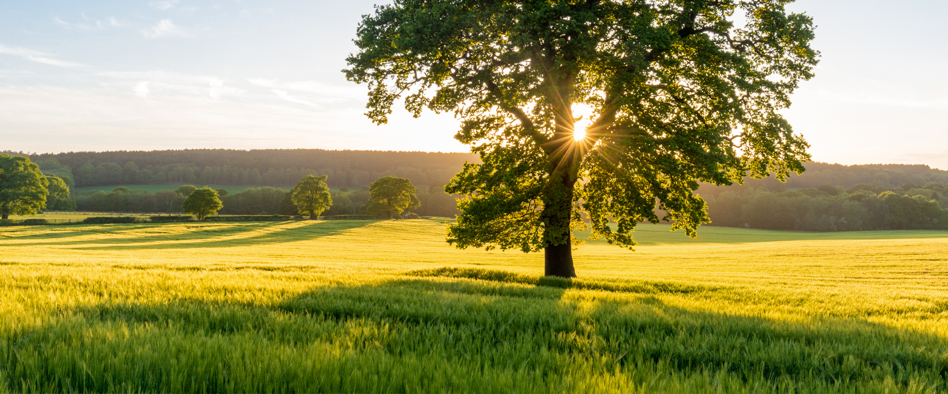 Large tree in green field