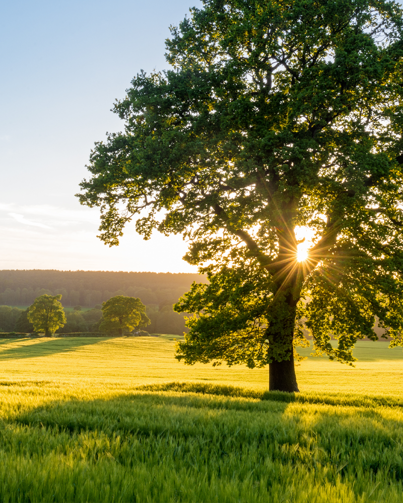 Tree in big field
