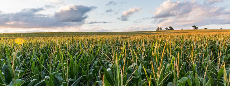 Image of cornfield at sunset