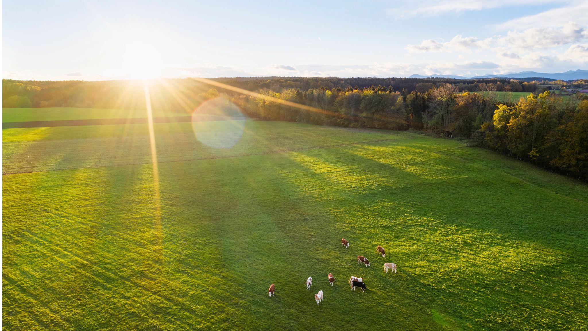 Image of a sunny field